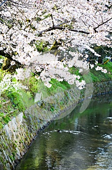 Cherry Blossoms on Philosopher`s Walk, or Tetsugaku-no-Michi, Kyoto, Japan