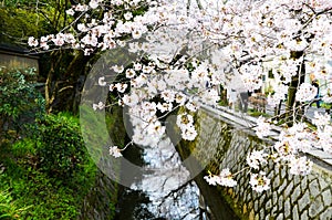 Cherry Blossoms on Philosopher`s Walk, or Tetsugaku-no-Michi, Kyoto, Japan