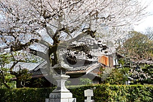 Cherry Blossoms on Philosopher`s Walk, or Tetsugaku-no-Michi, Kyoto, Japan