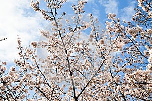 Cherry Blossoms on Philosopher`s Walk, or Tetsugaku-no-Michi, Kyoto, Japan