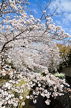 Cherry Blossoms on Philosopher`s Walk, or Tetsugaku-no-Michi, Kyoto, Japan