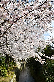 Cherry Blossoms on Philosopher`s Walk, or Tetsugaku-no-Michi, Kyoto, Japan