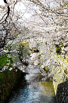 Cherry Blossoms on Philosopher`s Walk, or Tetsugaku-no-Michi, Kyoto, Japan