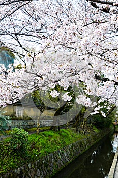 Cherry Blossoms on Philosopher`s Walk, or Tetsugaku-no-Michi, Kyoto, Japan photo