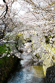 Cherry Blossoms on Philosopher`s Walk, or Tetsugaku-no-Michi, Kyoto, Japan photo