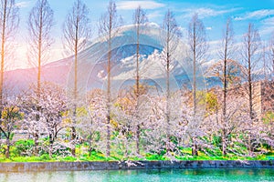 Cherry blossoms, pine trees and Fuji blackground