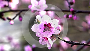 Cherry blossoms, a pink dream among the branches