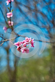 Cherry blossoms. Pink flowers on a tree branch