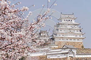 Cherry blossoms popping out and blooming everywhere around Himeji castle in Japan