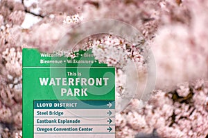 Cherry blossoms in Portland, Oregon