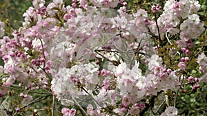 Cherry blossoms (prunus)