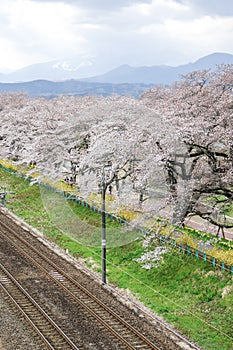 Cherry blossoms and railways in Hitome Senbonzakurathousand cherry trees at sight at Shiroishi Riverside seen from Shibata Seno