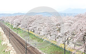 Cherry blossoms and railways in Hitome Senbonzakurathousand cherry trees at sight at Shiroishi Riverside seen from Shibata Seno