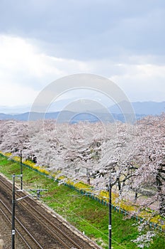 Cherry blossoms and railways in Hitome Senbonzakurathousand cherry trees at sight at Shiroishi Riverside seen from Shibata Seno