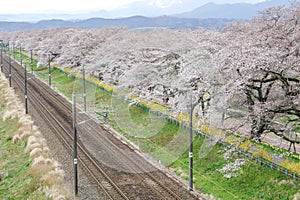 Cherry blossoms and railways in Hitome Senbonzakurathousand cherry trees at sight at Shiroishi Riverside seen from Shibata Seno photo