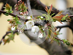 Cherry blossoms with a raindrop