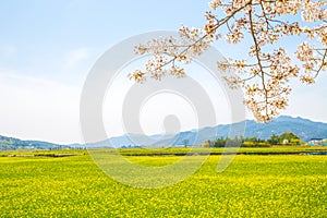 Cherry blossoms and rape flowers field in Gyeongju, Korea