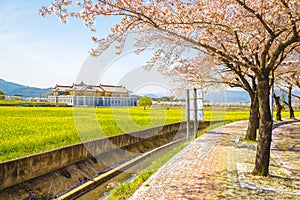 Cherry blossoms and rape flowers field in Gyeongju, Korea