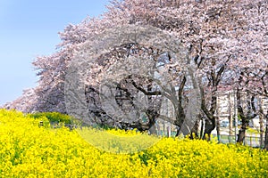 Cherry blossoms and Rapeseed blooms at Kumagaya Arakawa Ryokuchi Park. photo
