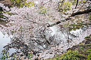 Cherry blossoms with reflection at water side