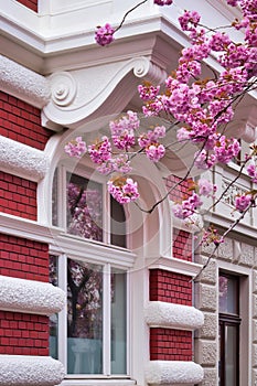 Cherry blossoms and reflection in window