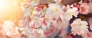 Cherry blossoms in retro-styled colors photo