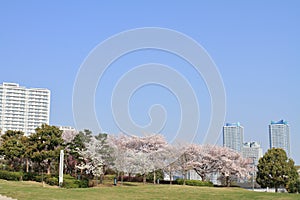 Cherry blossoms at Rinko park and High rise condominium in Yokohama Minatomirai 21