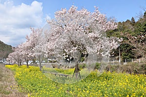 The cherry blossoms in the river bank