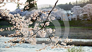 Cherry blossoms by river at sunset