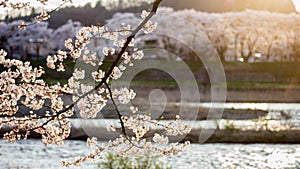 Cherry blossoms by river at sunset