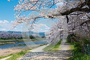 Cherry blossoms on Riverbank of the Kamo River Kamo-gawa in Kyoto, Japan. The riverbanks are