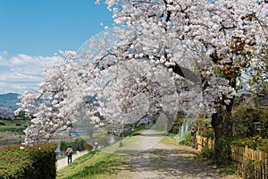 Cherry blossoms on Riverbank of the Kamo River Kamo-gawa in Kyoto, Japan. The riverbanks are