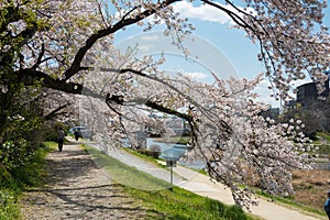 Cherry blossoms on Riverbank of the Kamo River Kamo-gawa in Kyoto, Japan. The riverbanks are