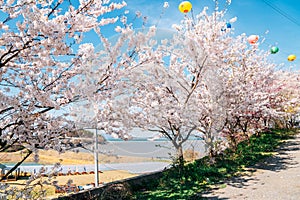 Cherry blossoms road at Anmyeonam temple in Anmyeondo Island, Taean, Korea