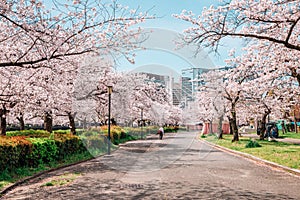 Cherry blossoms road at Kema Sakuranomiya Park in Osaka, Japan
