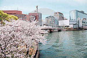 Cherry blossoms road with river at Kema Sakuranomiya Park in Osaka, Japan