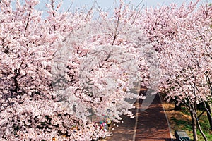 Cherry blossoms road in Samrak Park, Busan, Korea