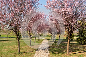 Cherry blossoms and the romantic tunnel of pink cherry flower trees blossom and a walking path in spring season in park