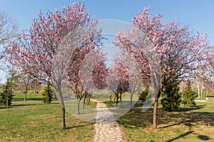 Enchanting Cherry Blossoms: A Romantic Path through a Blossoming Tunnel