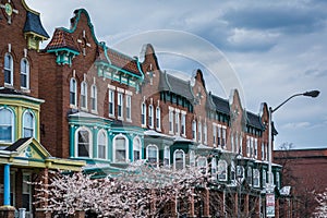 Cherry blossoms and row houses on Calvert Street in Charles Village, Baltimore, Maryland