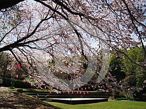 Cherry blossoms at Ruins Arai castle