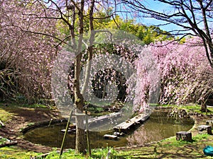 Cherry blossoms at Ruins Arai castle