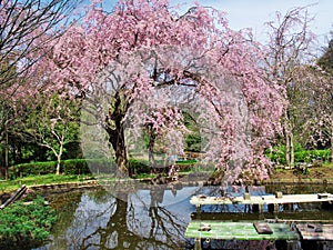 Cherry blossoms at Ruins Arai castle