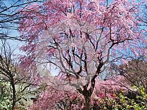 Cherry blossoms at Ruins Arai castle