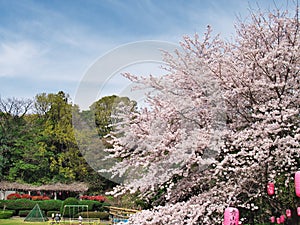 Cherry blossoms at Ruins Arai castle