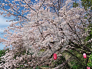 Cherry blossoms at Ruins Arai castle