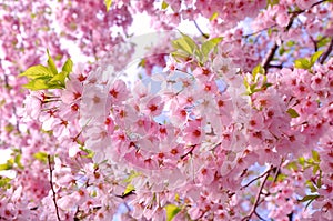 Cherry blossoms