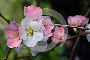 Cherry blossoms sakura