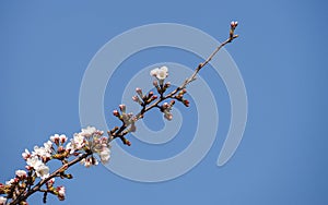 Cherry blossoms or Sakura