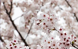 Cherry blossoms or Sakura